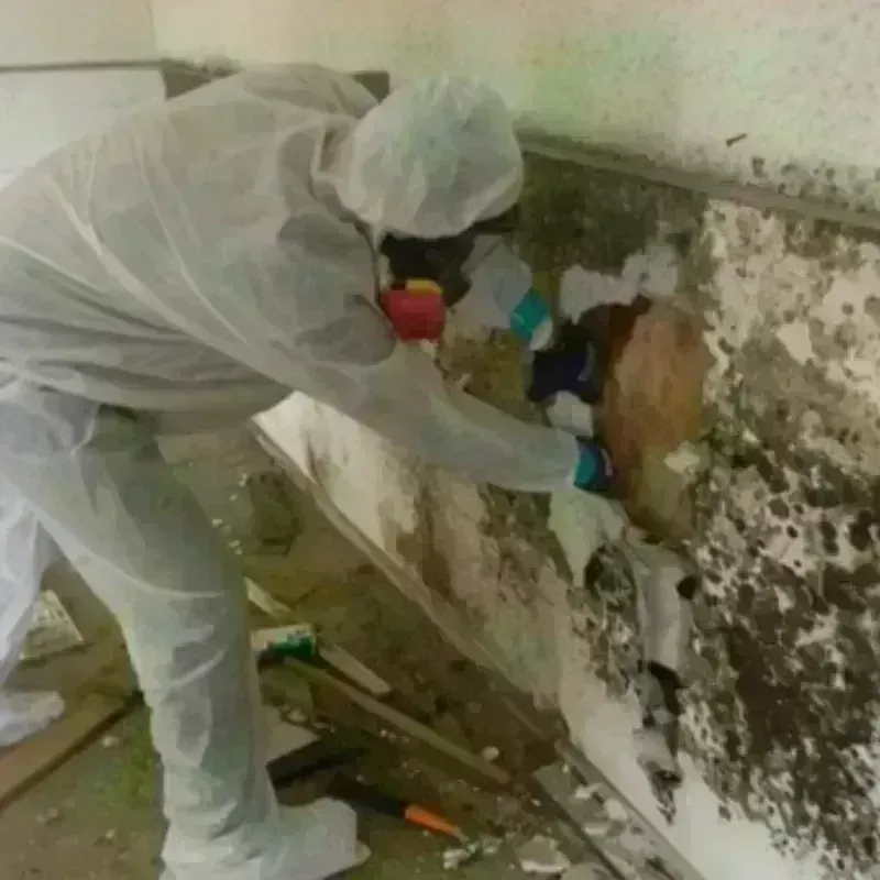 Mold Remediation and Removal in Pasatiempo, CA